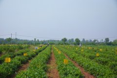 公司私家日照绿茶农场